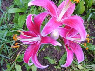 Полина Минина