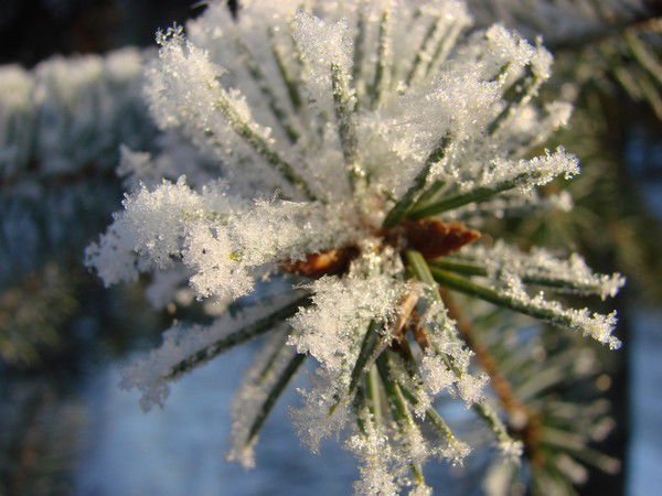 Светлана Васильева