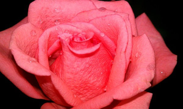 Марина Маркелова