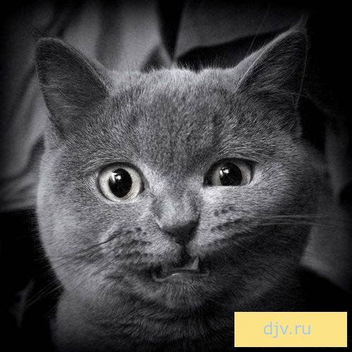 Кирилл Костюков