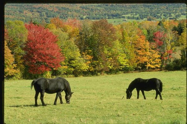 Жулдыз Талипова