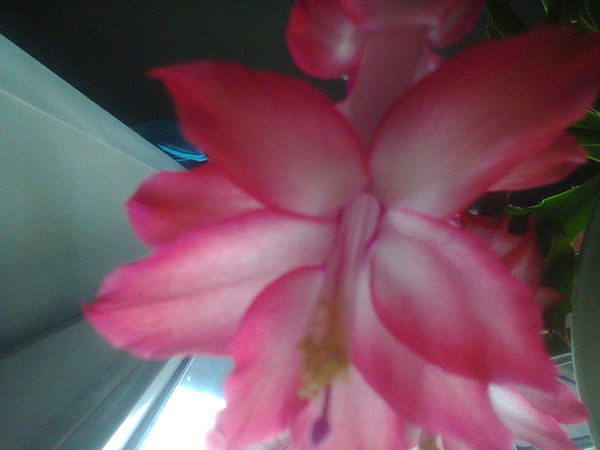 Инна Копитец