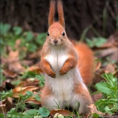 Лена Золотарёва