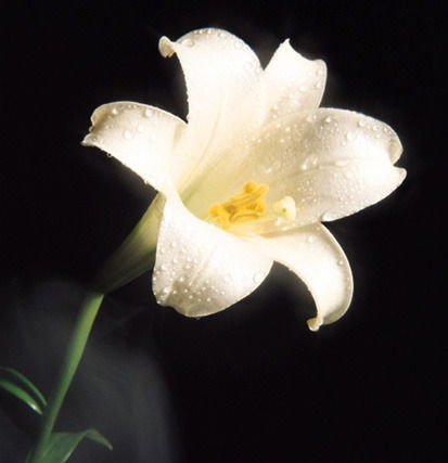 Баха Тохтахунов