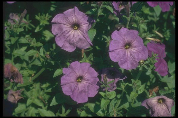 Татьяна Сафарова