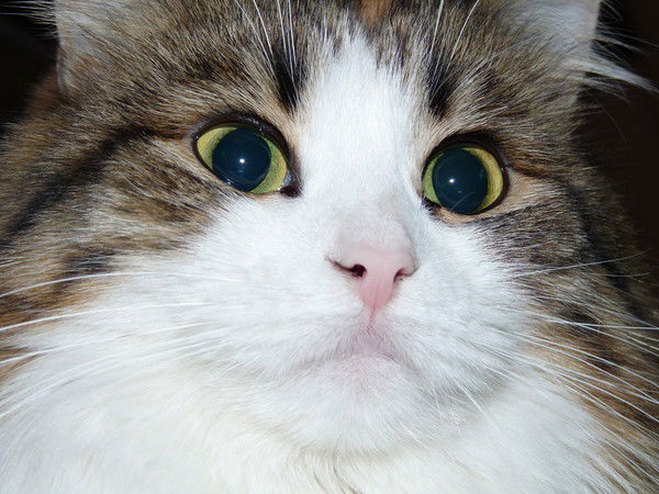 Дмитрий Бордунов