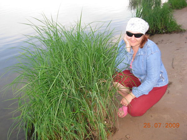 Елена Герасимова