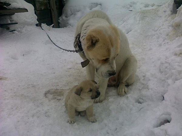 Валера Бродников