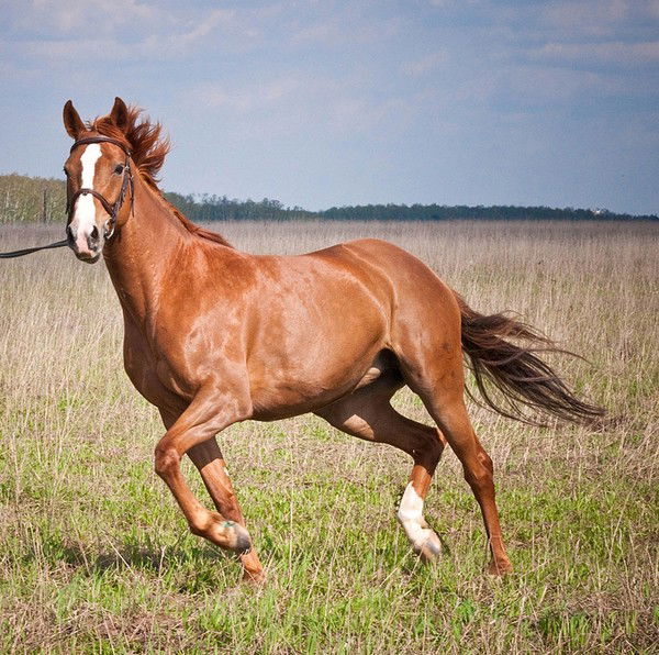 Елена Воронина