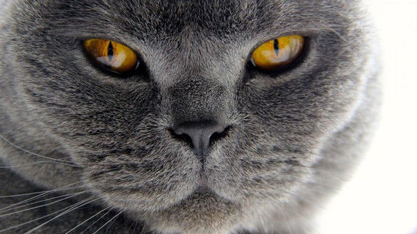 Соня Назаренко