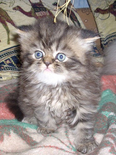 Наташа Степнова