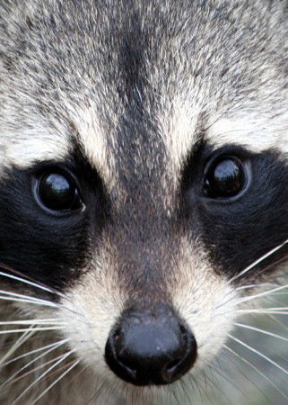 Ирина Долгополова