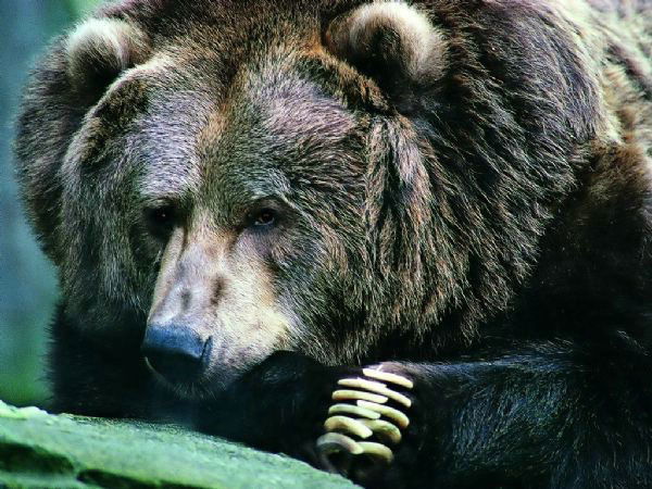 Михаил Тимергалеев