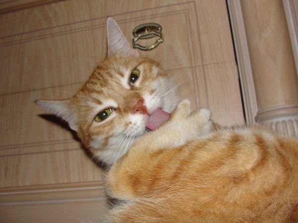 Анастасия Сафронова