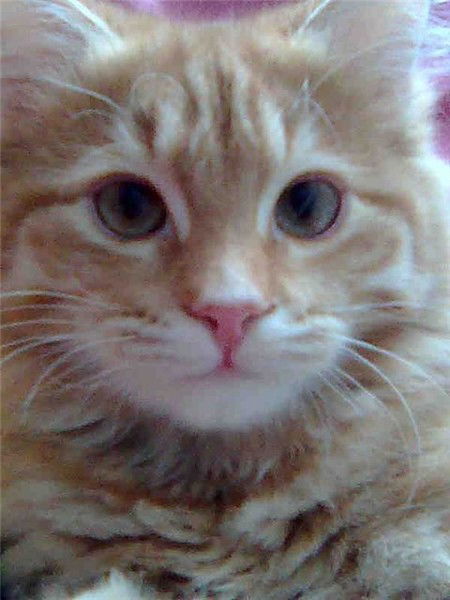 Игорь Бушин