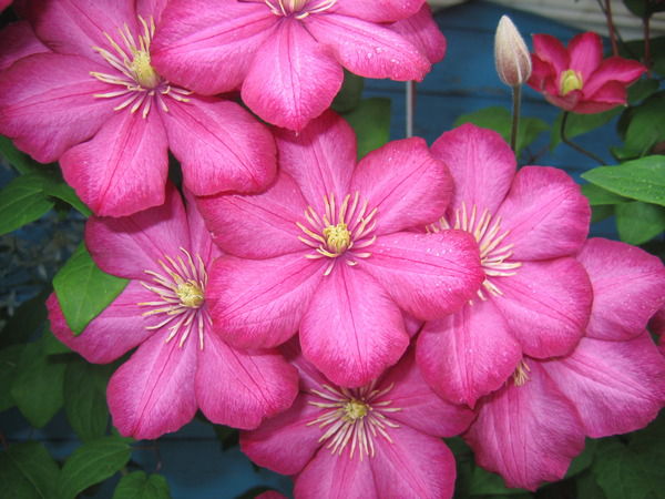 Диана Веселова