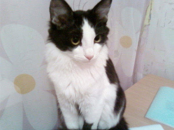 Светлана Миронова