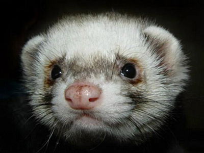 Андрей Харитонов