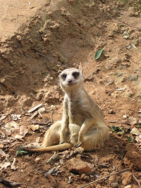 Алекс Глибчук