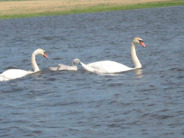 Анатолий Дубовицкий