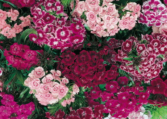 Дана Байжуманова