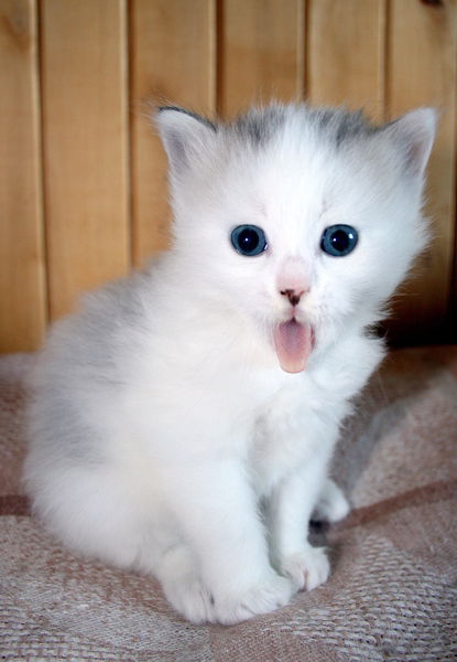 Татьяна Гуськова