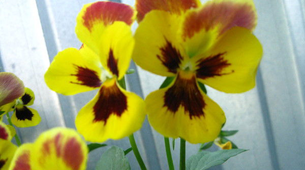 Ольга Александрова