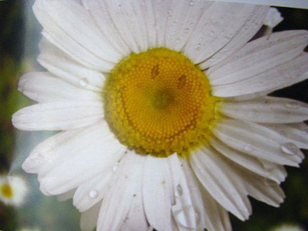 Татьяна Ермакова