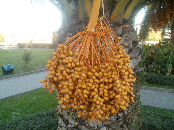 Алексей Константинов