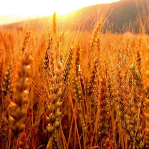 Сандугаш Абулканова