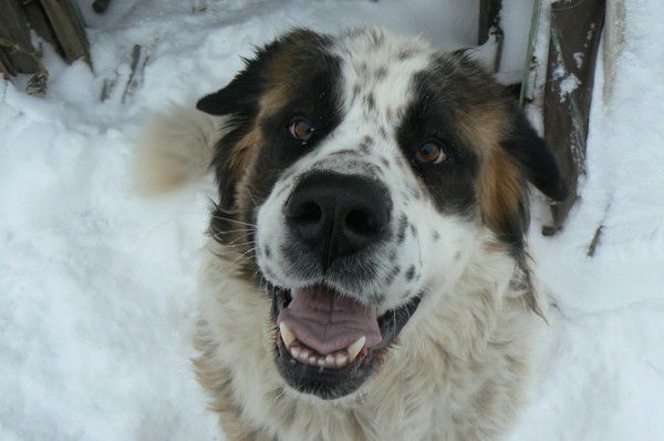 Юлия Перцева