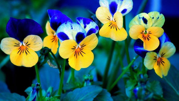 Кристина Логинова