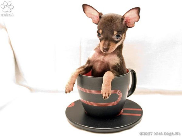 Лариса Клименова