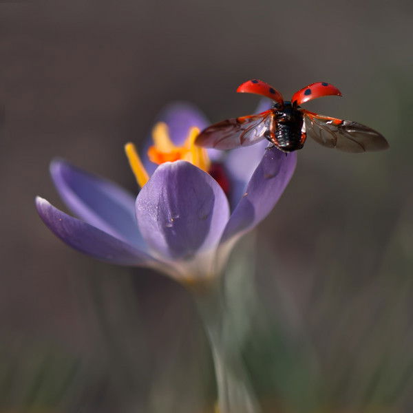 Владимир Зимний
