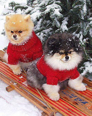 Ляйля Абдрахманова