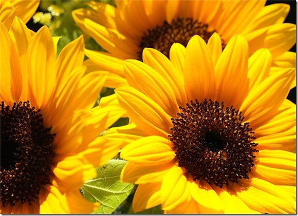 Халидя Валиева