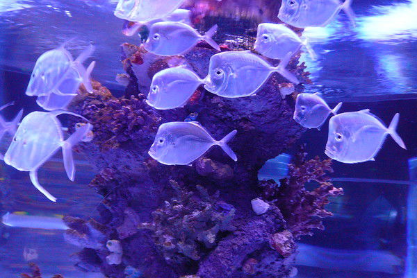 Светлана Андреева