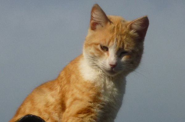 Ирина Нечитайло