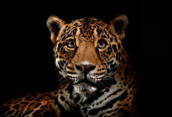 Ирина Заседателева