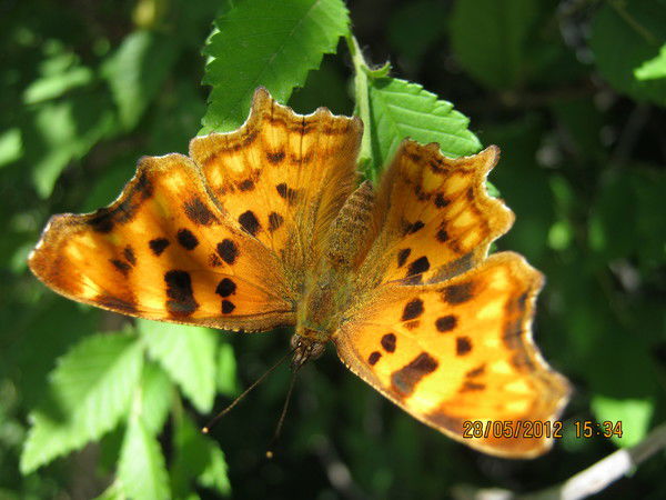 Галина ........