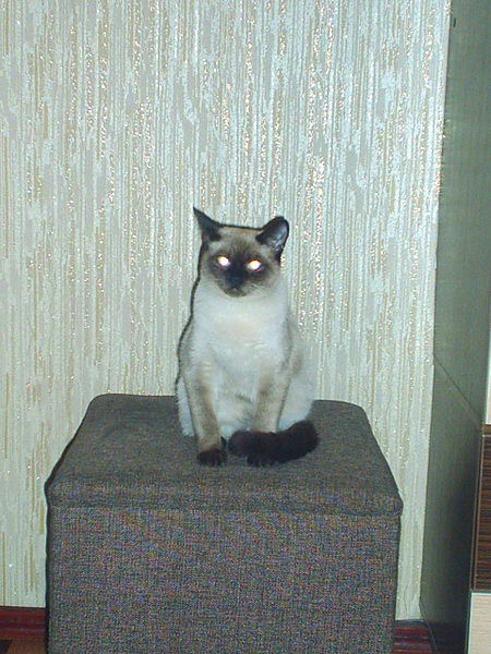 Анна Рахматулова