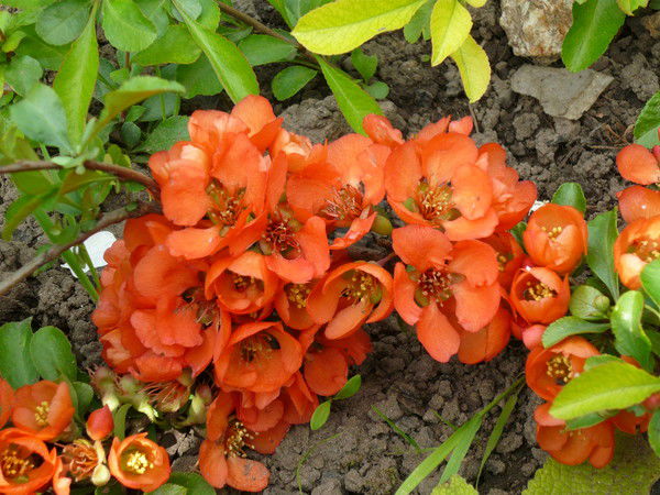 Юлия Фёдорова