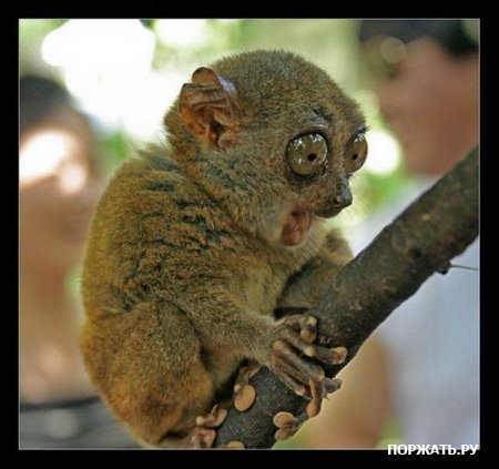 Мария Бородина