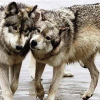 Азамат Уразалин