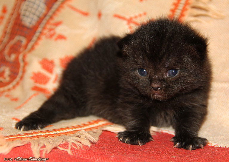 Алексей Виноградов