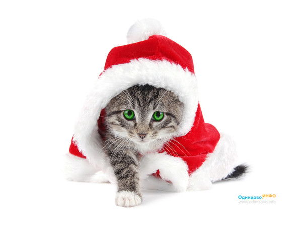 Дарья Кислякова