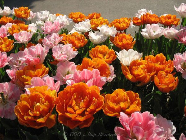 Ирина Беспалова