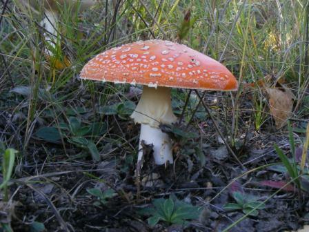 Владимир Илло