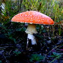 Владимир Илло