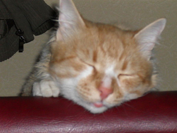 Василий Шило